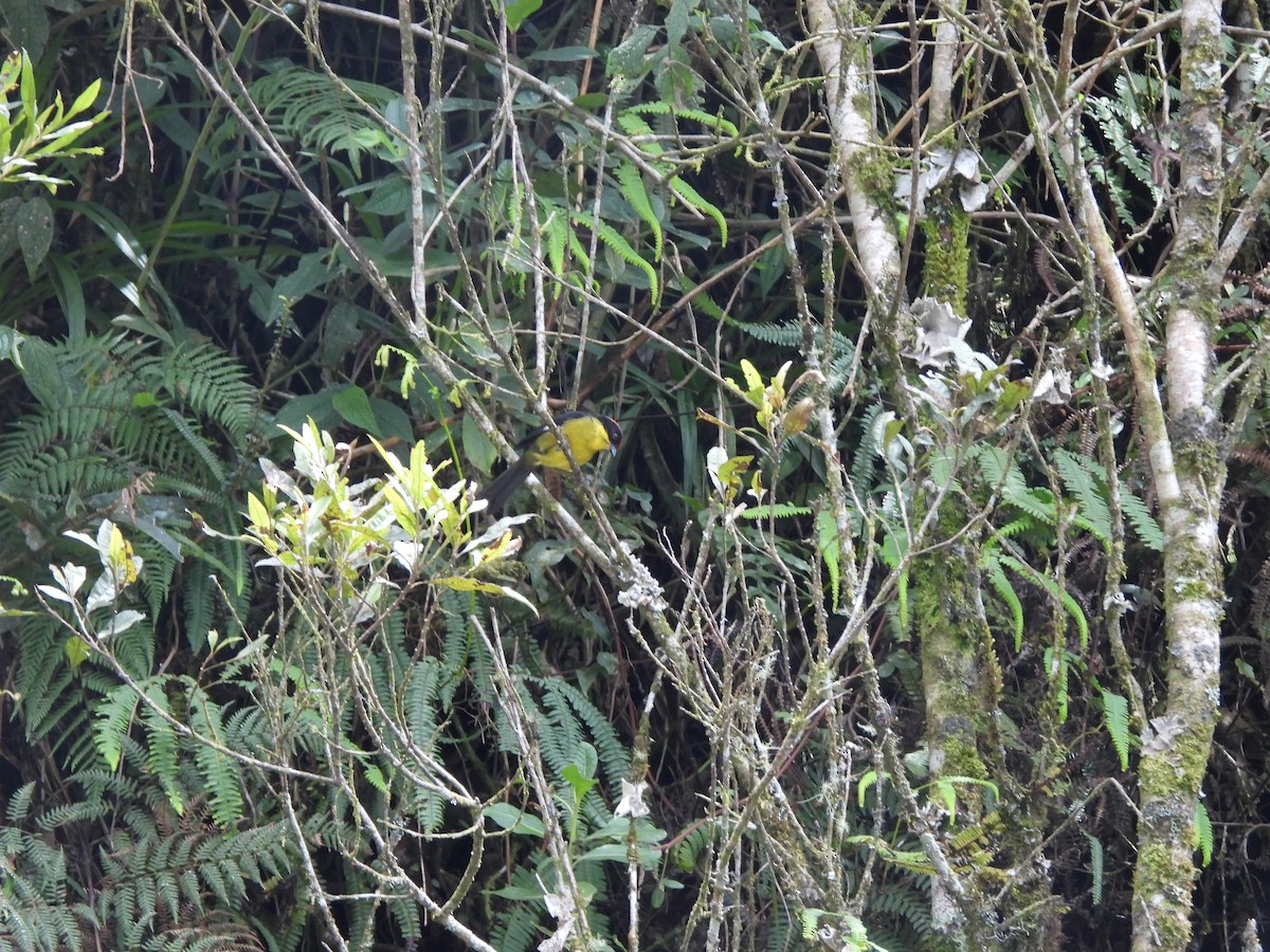 Yellow-breasted Brushfinch - ML610409341