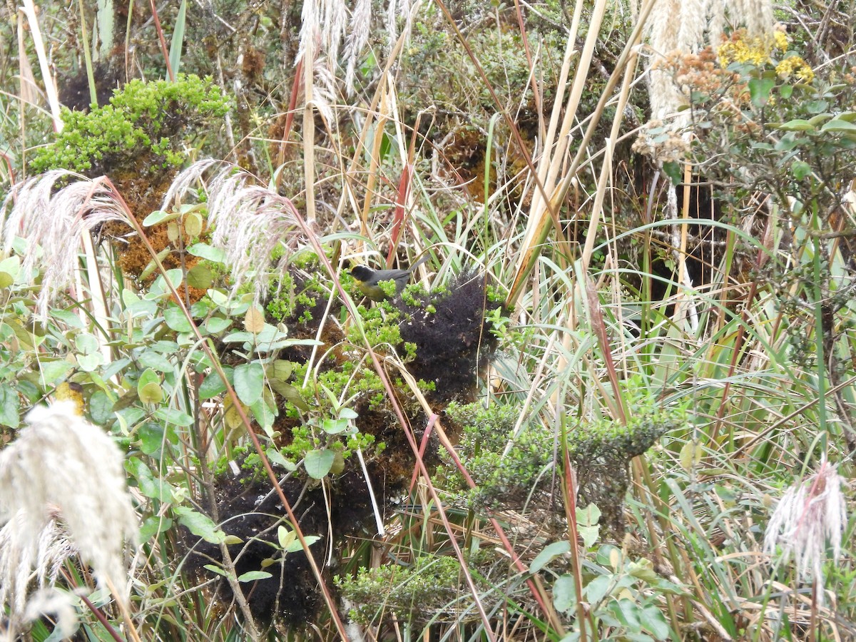 Pale-naped Brushfinch - ML610409346