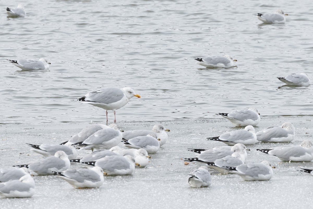 Herring Gull - ML610409349