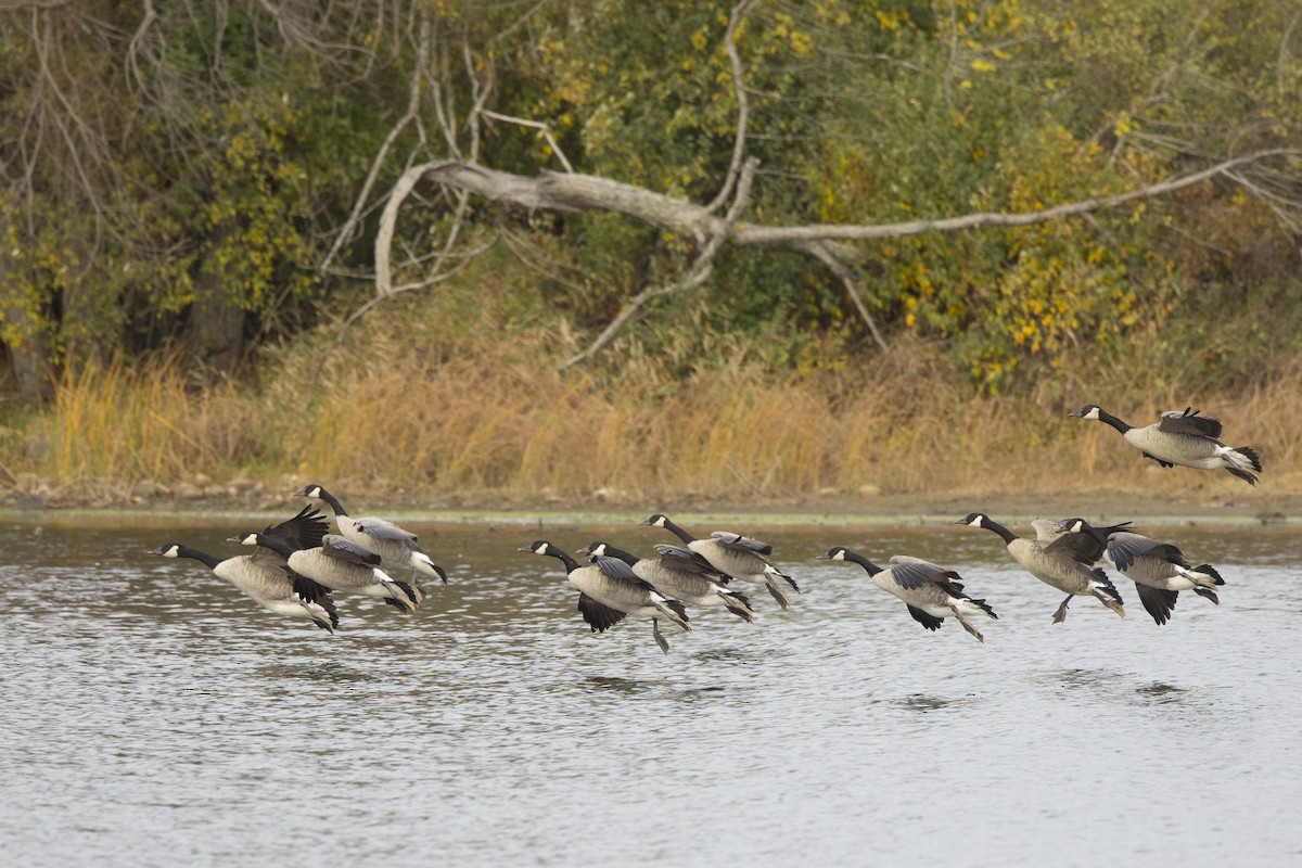 Canada Goose - ML610409360