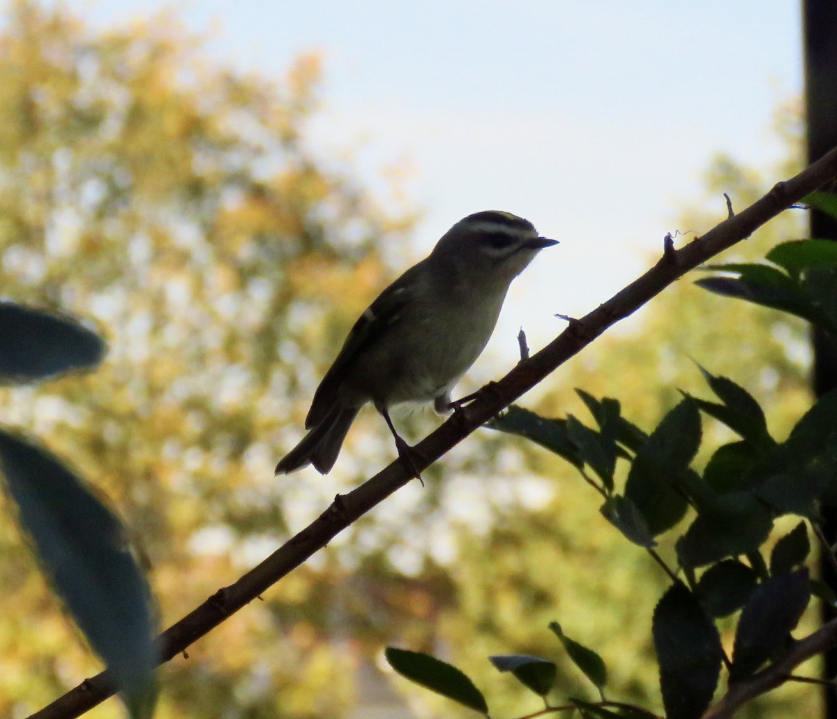 Golden-crowned Kinglet - ML610409367