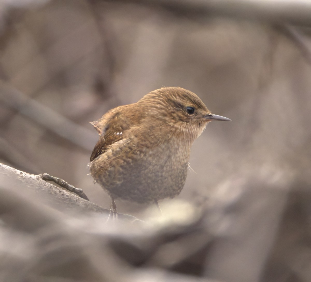 Winter Wren - ML610409397