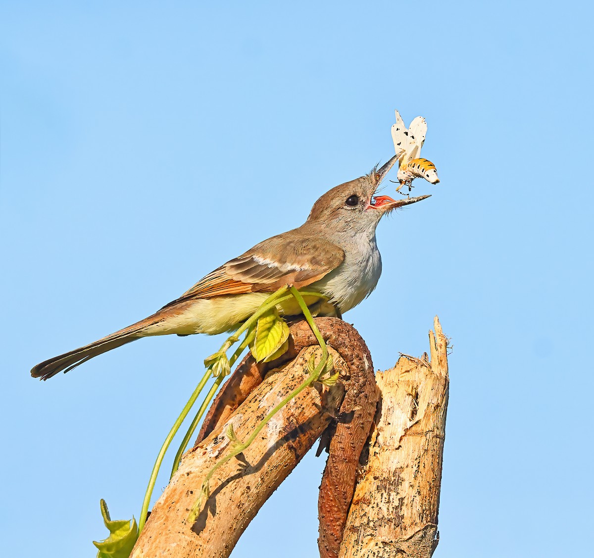 Ash-throated Flycatcher - Greg Homel