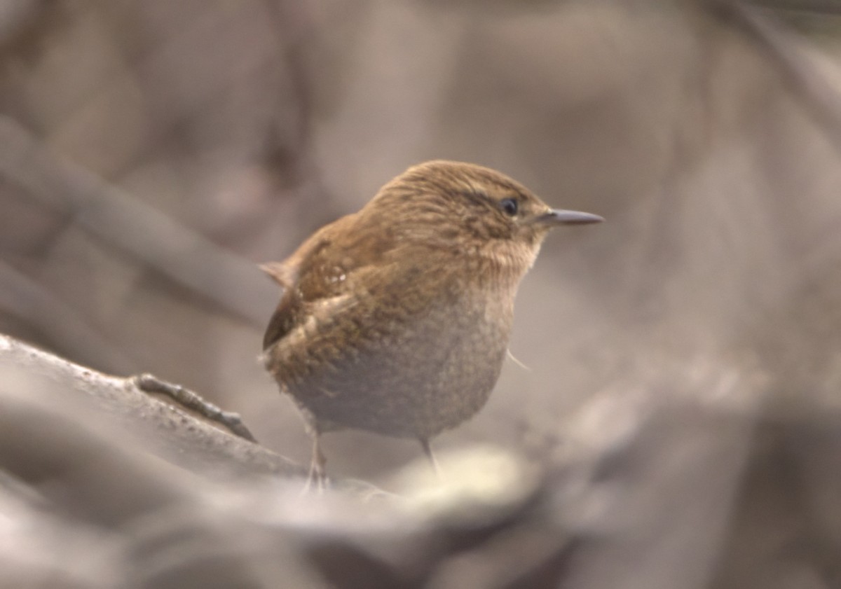 Winter Wren - ML610409418