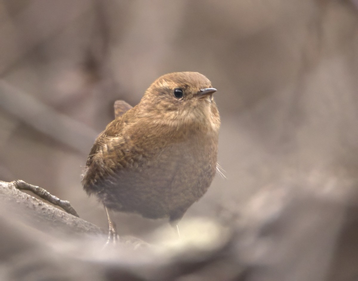 Winter Wren - ML610409422