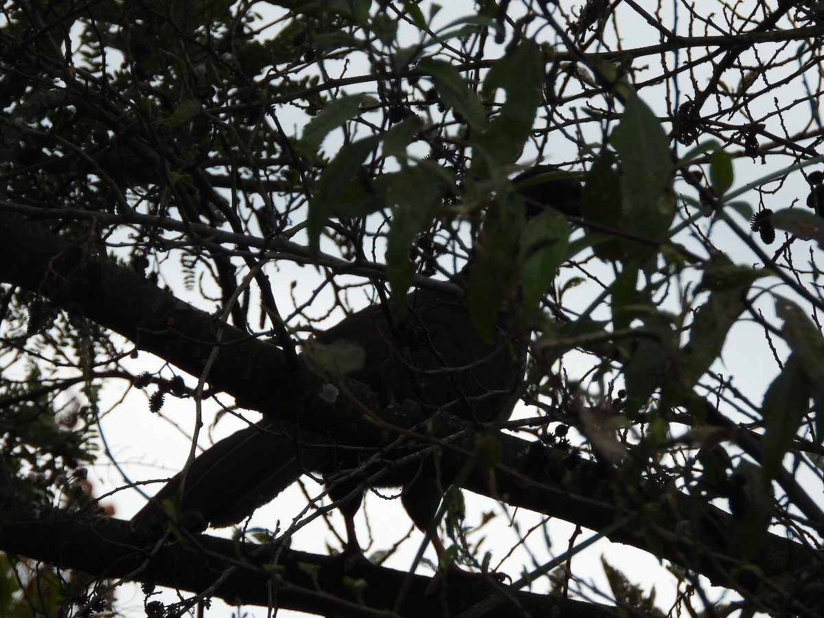 Andean Guan - ML610409517