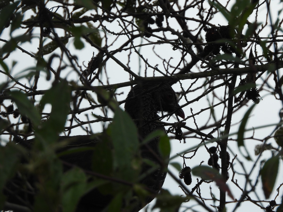 Andean Guan - ML610409518