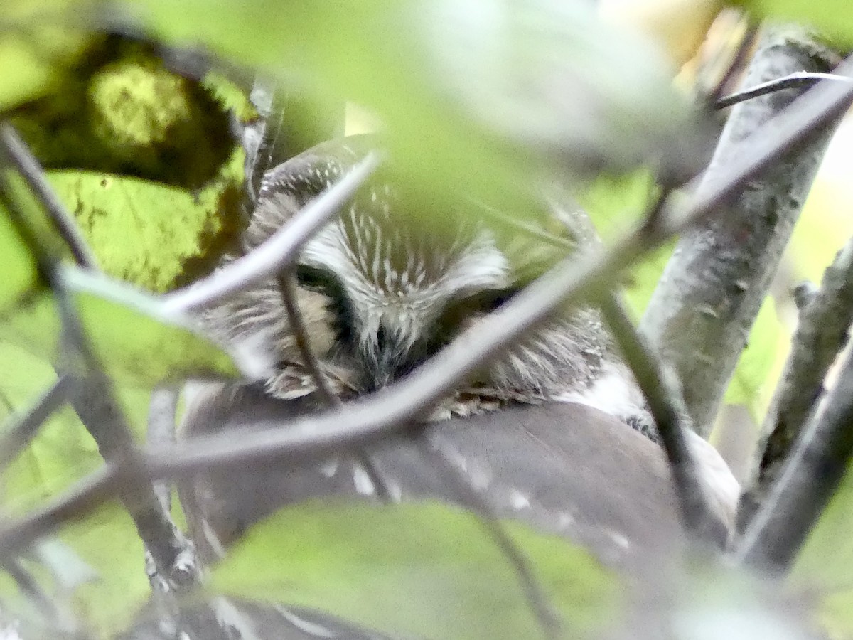 Northern Saw-whet Owl - Charles Duncan