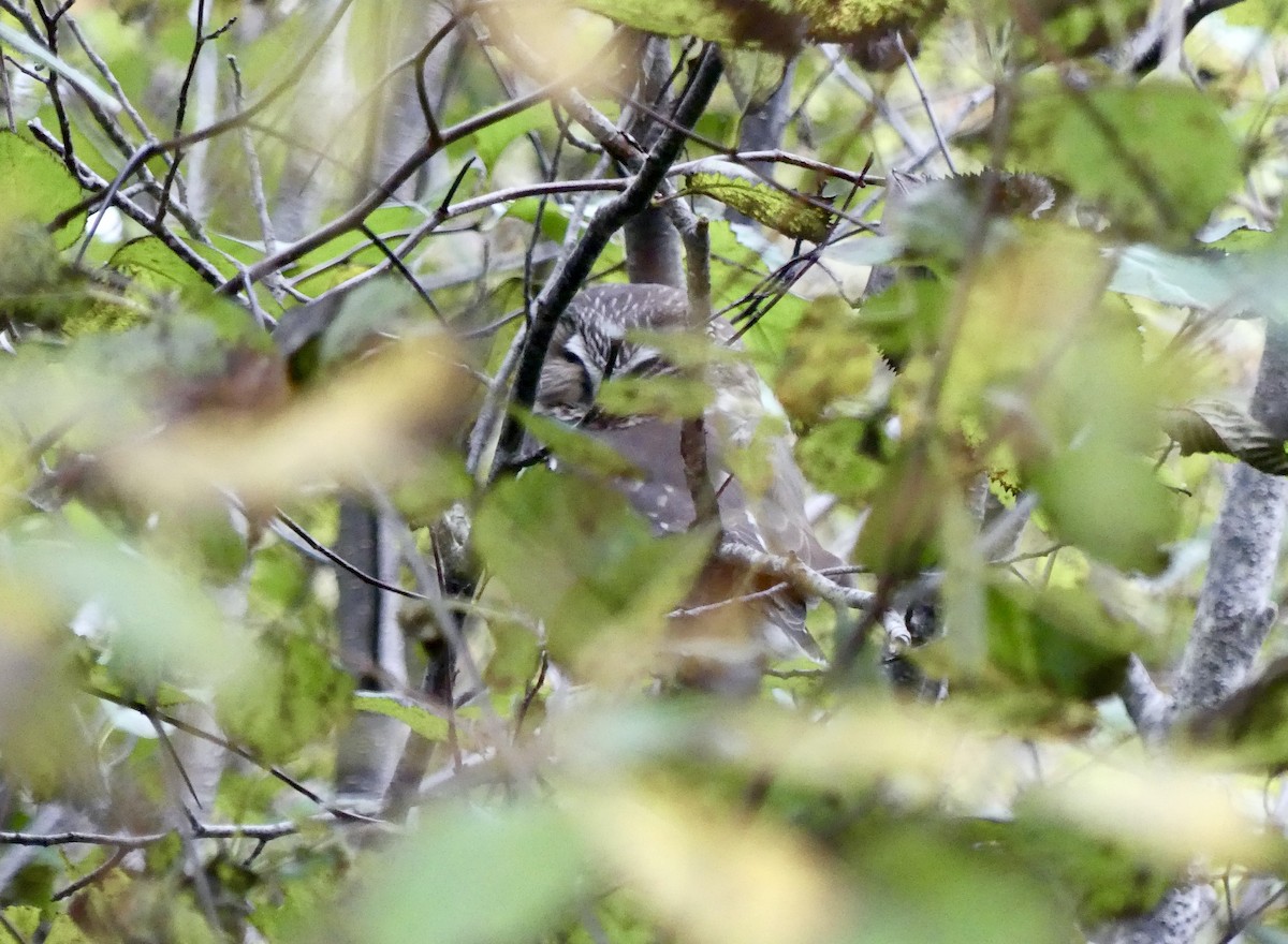 Northern Saw-whet Owl - Charles Duncan