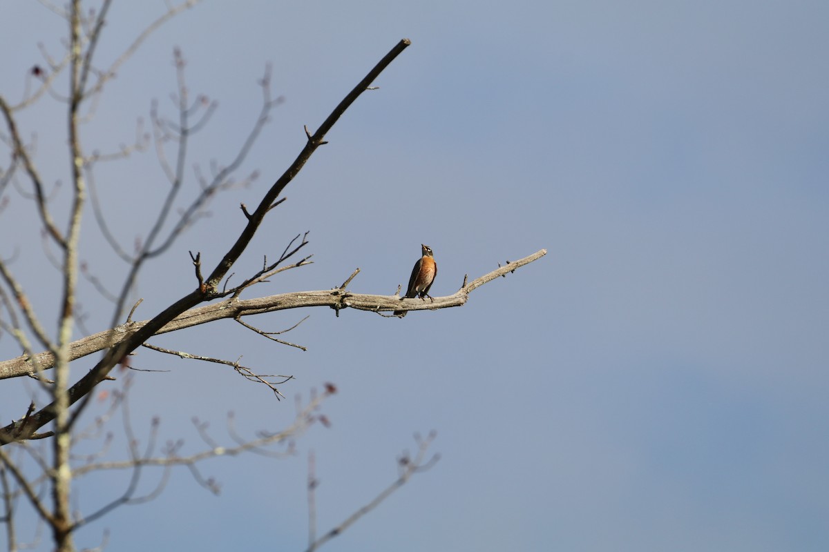 American Robin - ML610409672