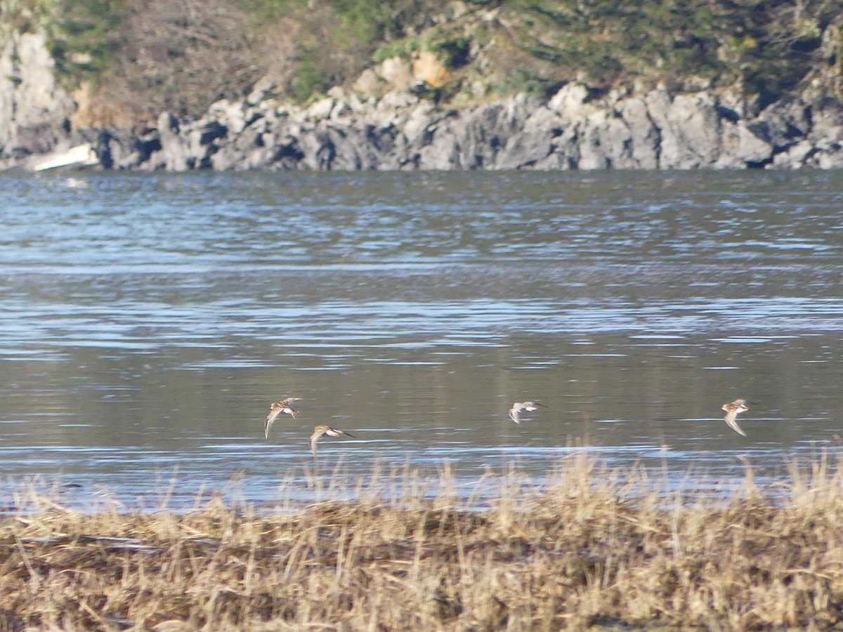 Sharp-tailed Sandpiper - ML610409719