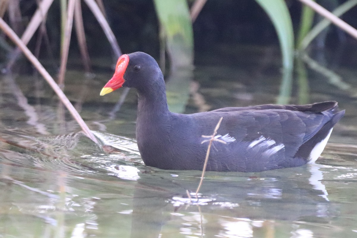 Eurasian Moorhen - ML610409765