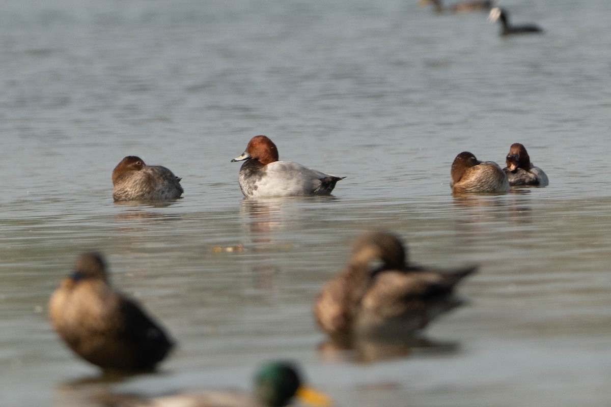 Common Pochard - ML610409784