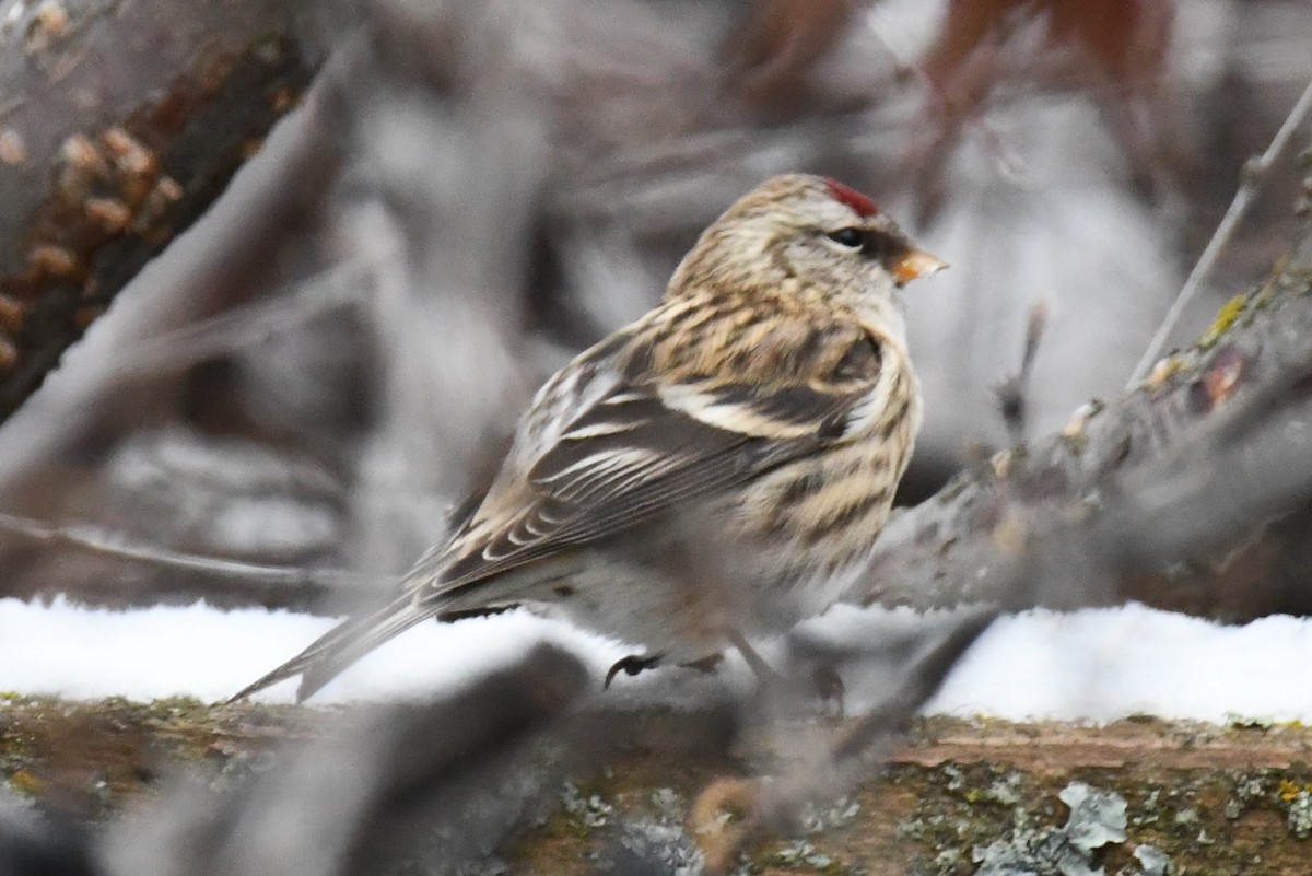 Common Redpoll - ML610409839