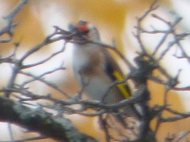 European Goldfinch - ML610409942