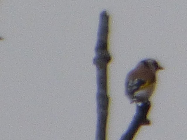 European Goldfinch - ML610409945