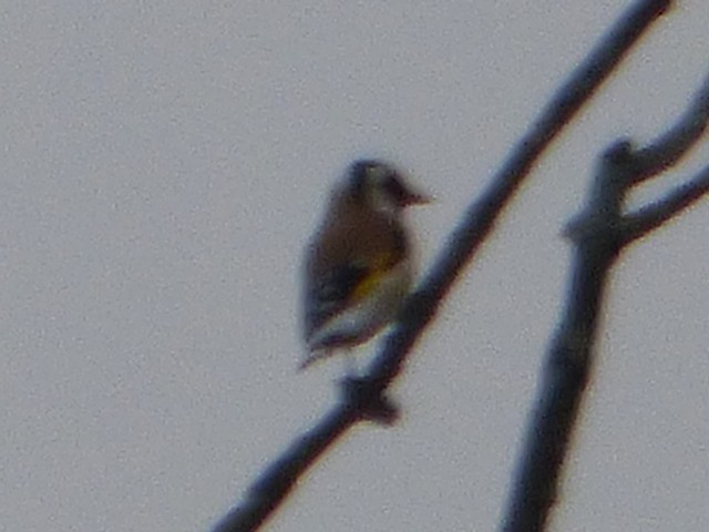 European Goldfinch - ML610409946