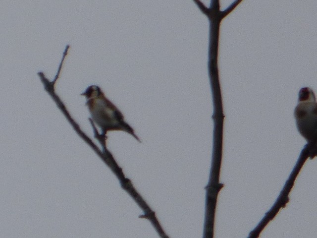 European Goldfinch - ML610409947