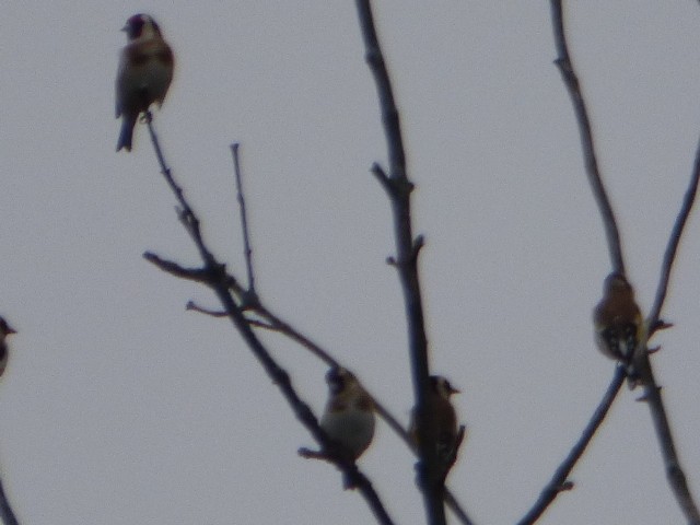 European Goldfinch - ML610409948