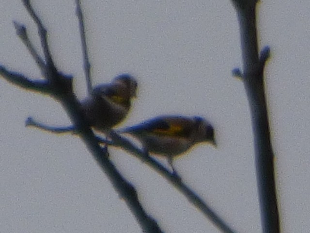 European Goldfinch - ML610409951