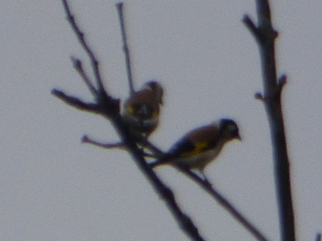 Chardonneret élégant - ML610409952