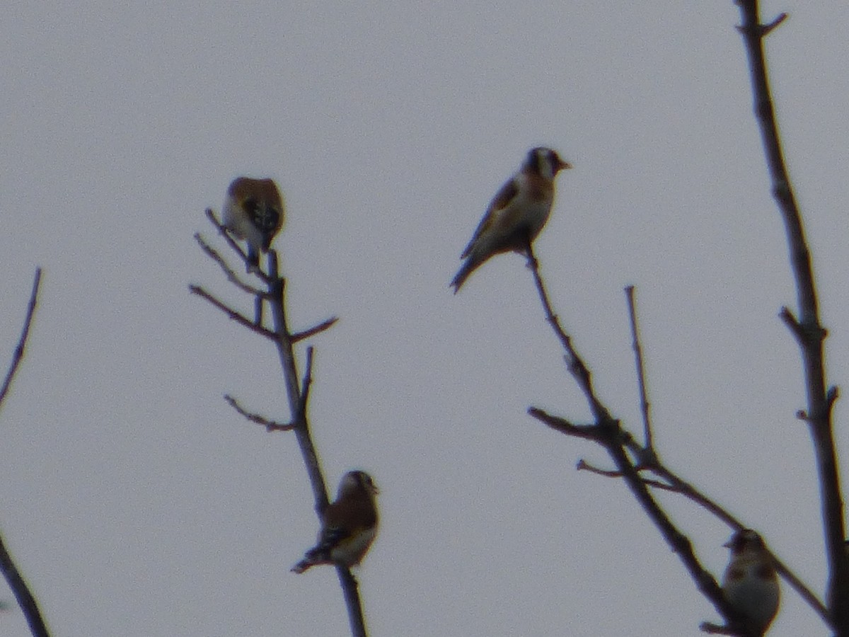 European Goldfinch - ML610409979