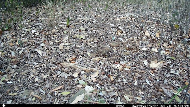 Painted Buttonquail - ML610410112