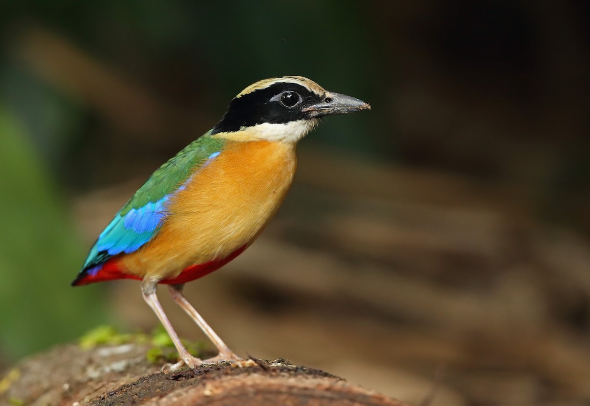 Blauflügelpitta - ML610410209