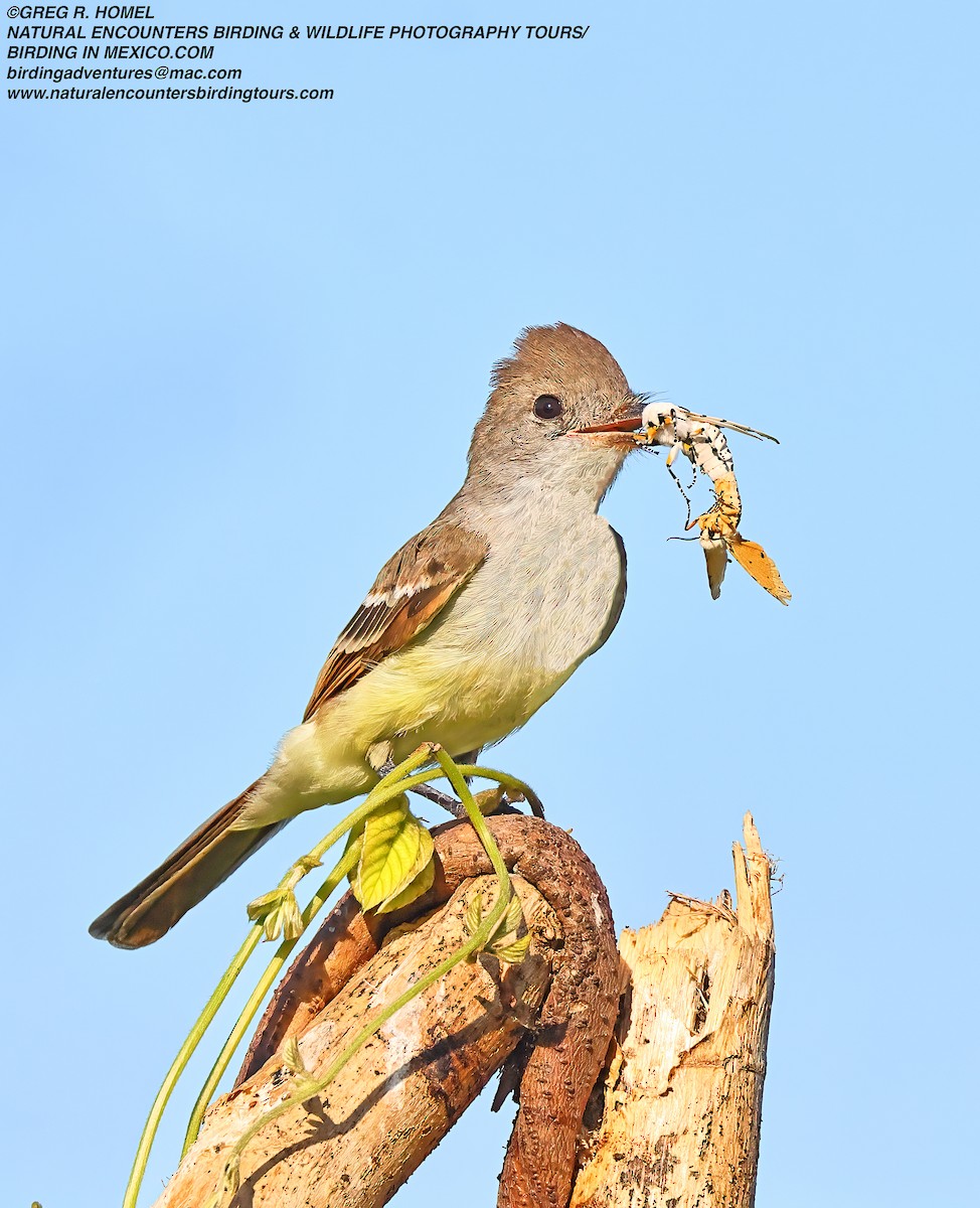 Ash-throated Flycatcher - ML610410268