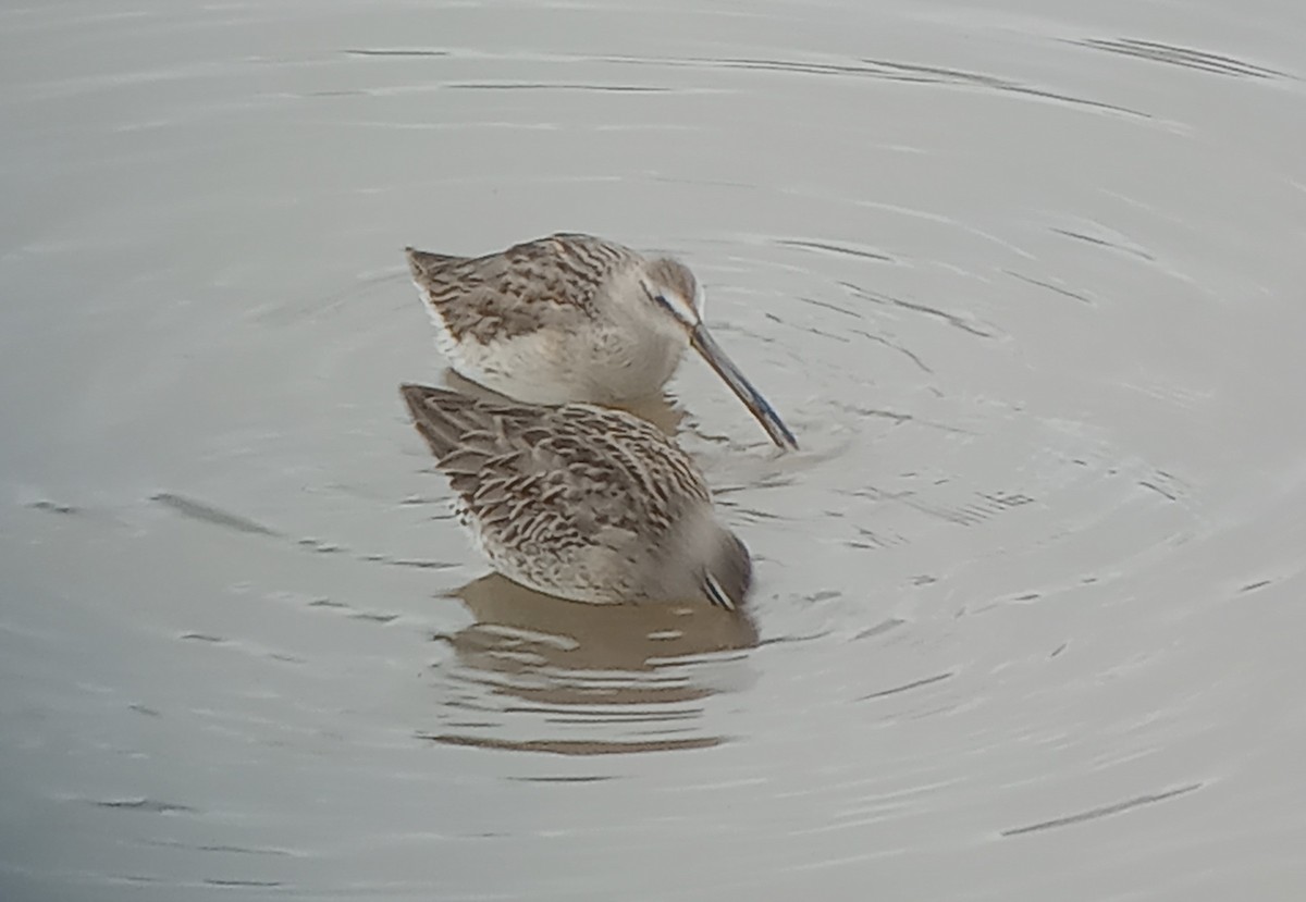 Long-billed Dowitcher - ML610410270