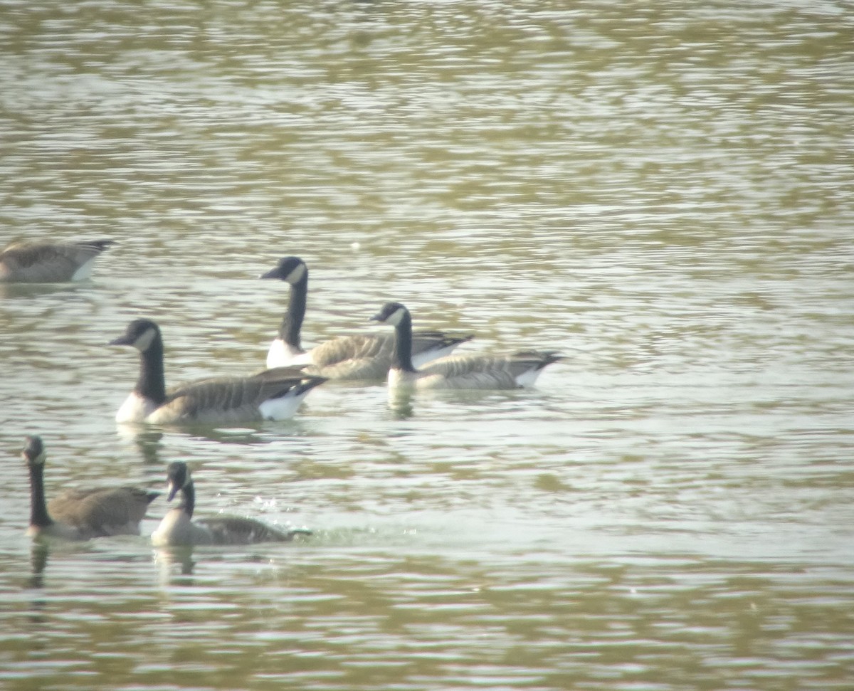 Cackling Goose - Paolo Matteucci