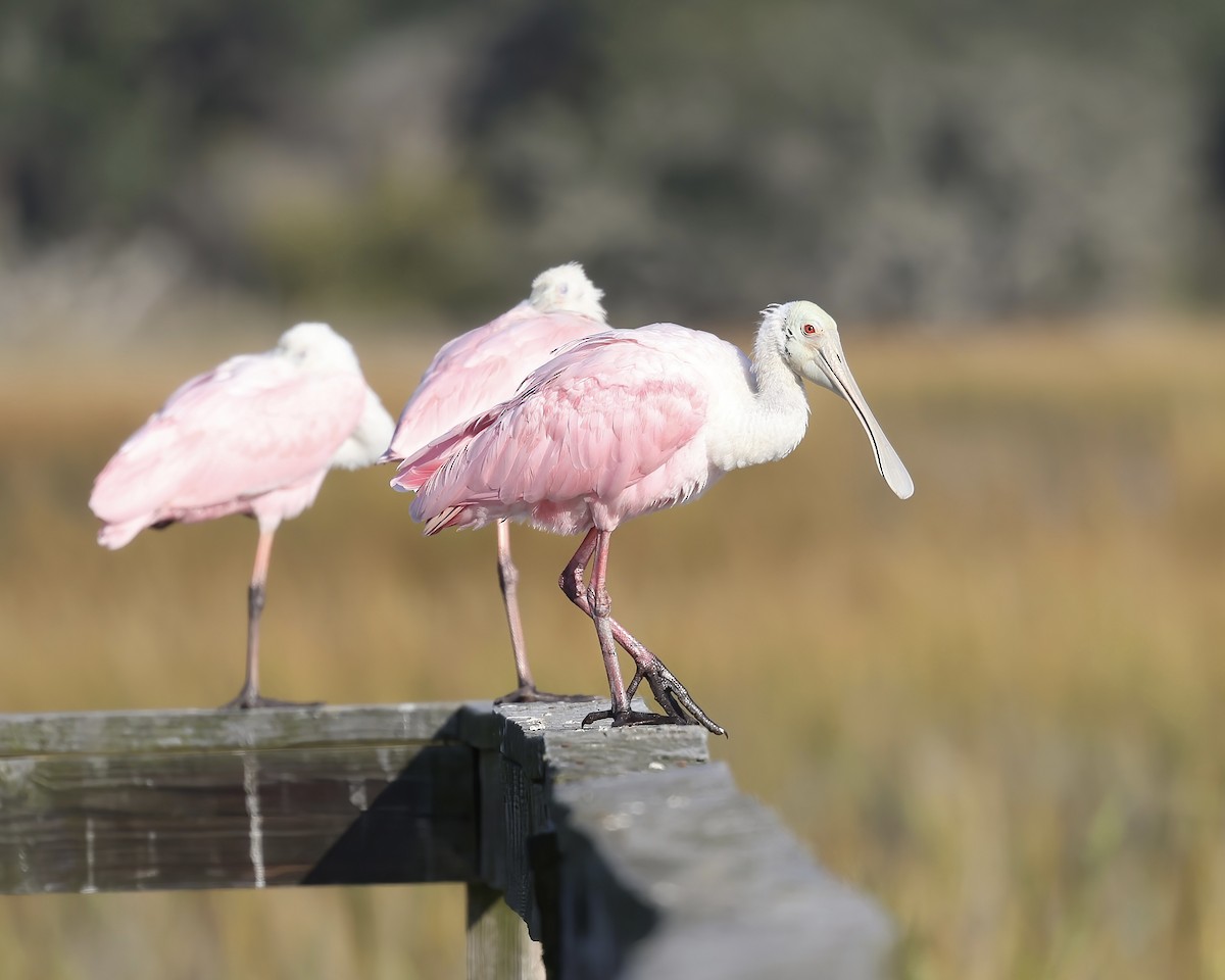 Roseate Spoonbill - ML610410325