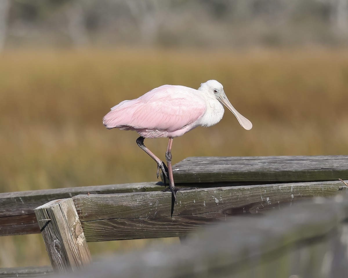 Roseate Spoonbill - ML610410326