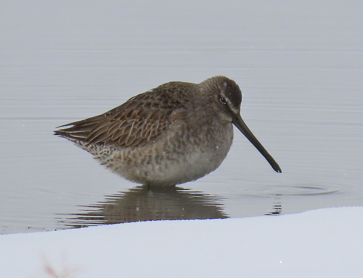 Long-billed Dowitcher - ML610410338