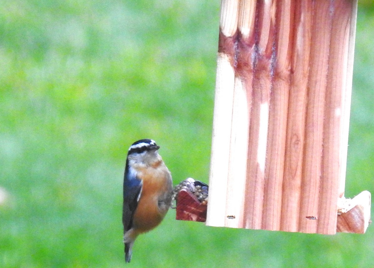 Red-breasted Nuthatch - ML610410372