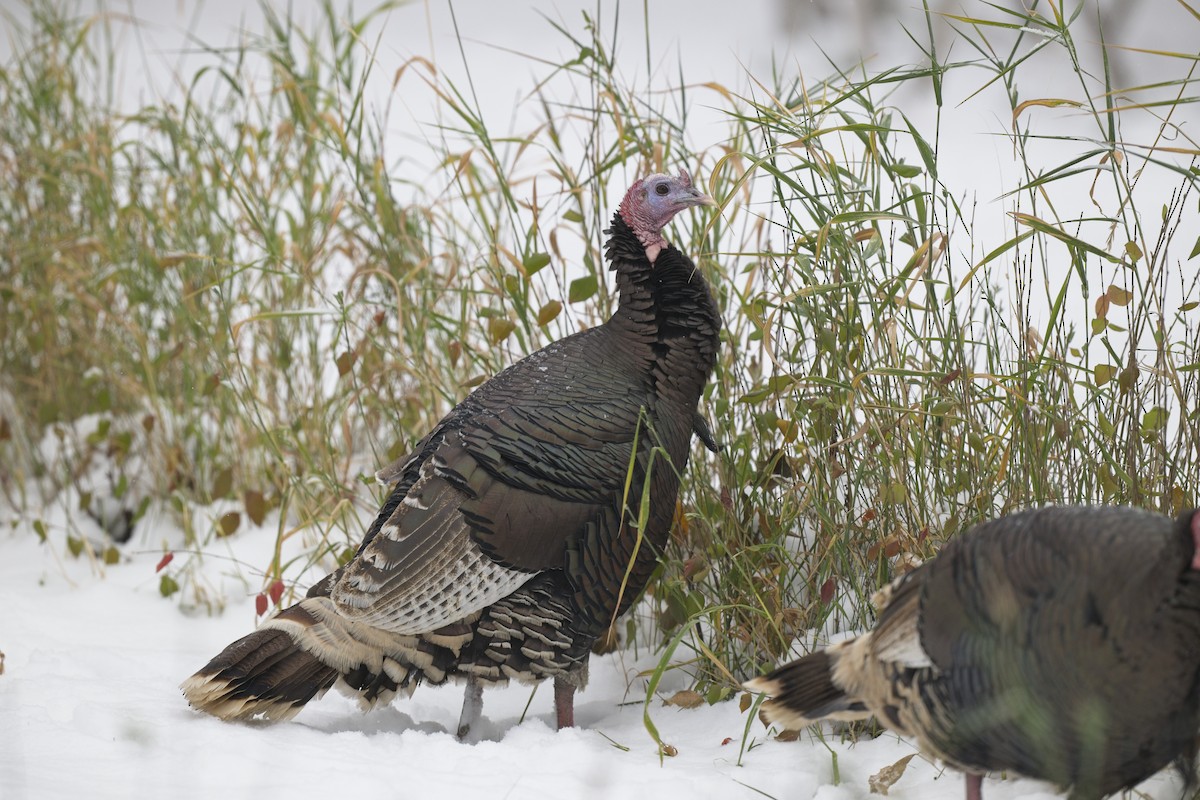 Wild Turkey - jim schonewise