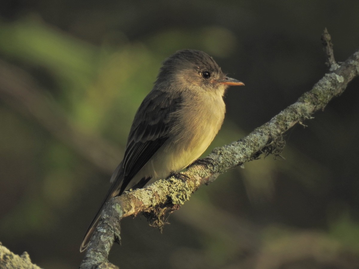 Tumbes Pewee - ML610410427