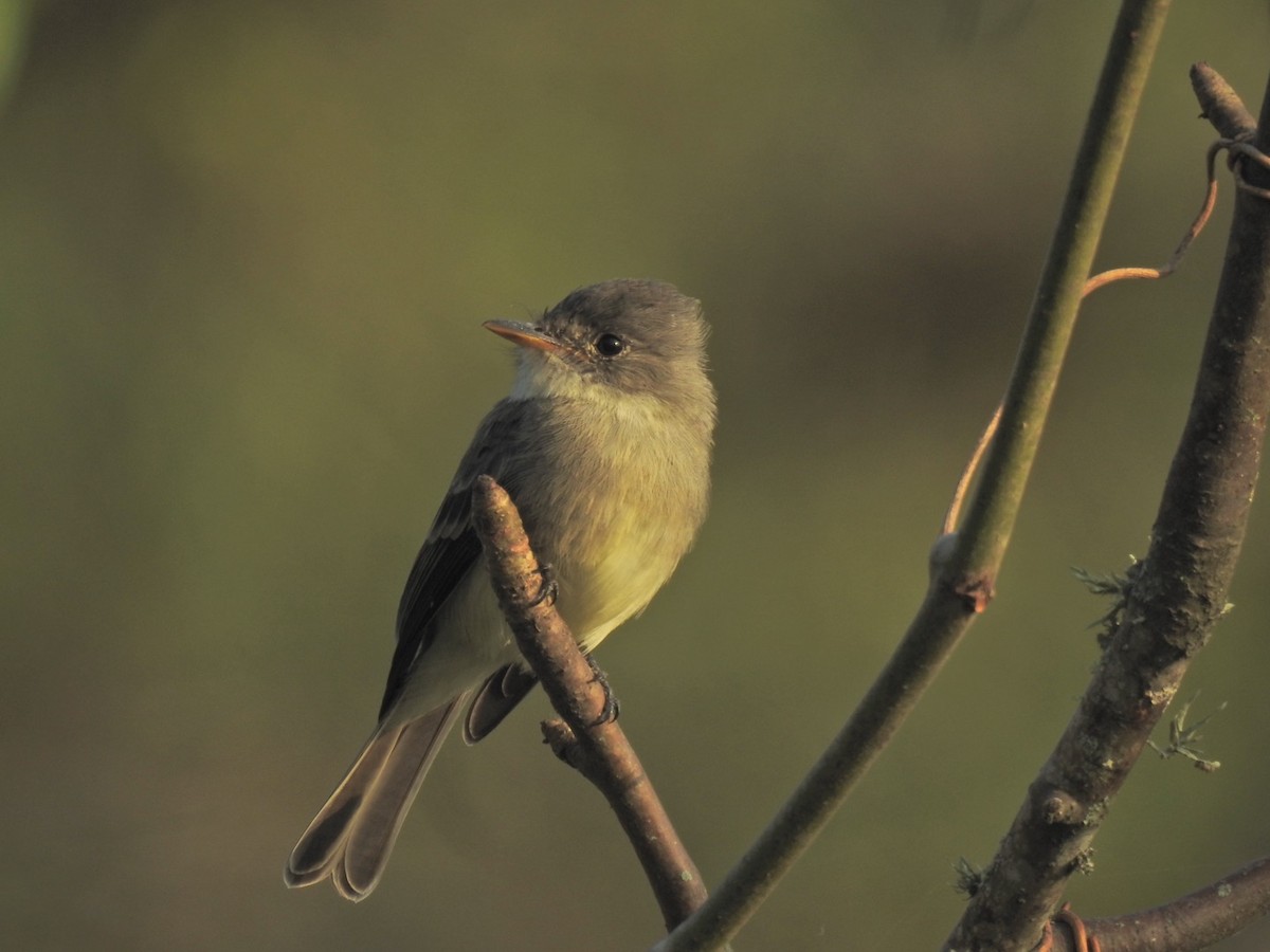 Tumbes Pewee - ML610410429