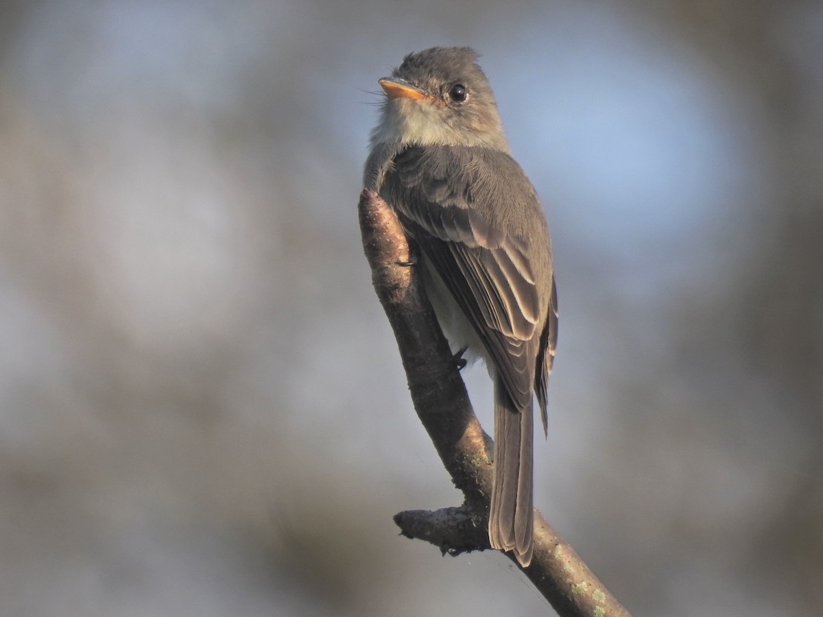 Tumbes Pewee - ML610410430