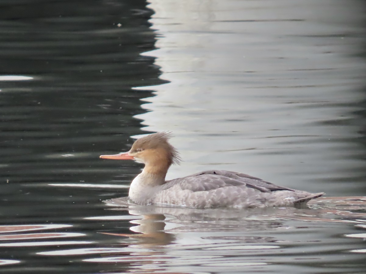 Red-breasted Merganser - ML610410431