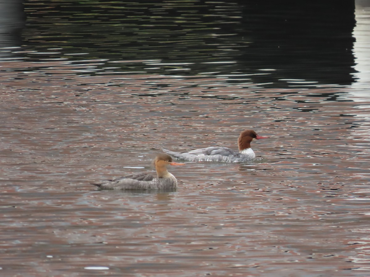 Red-breasted Merganser - ML610410436