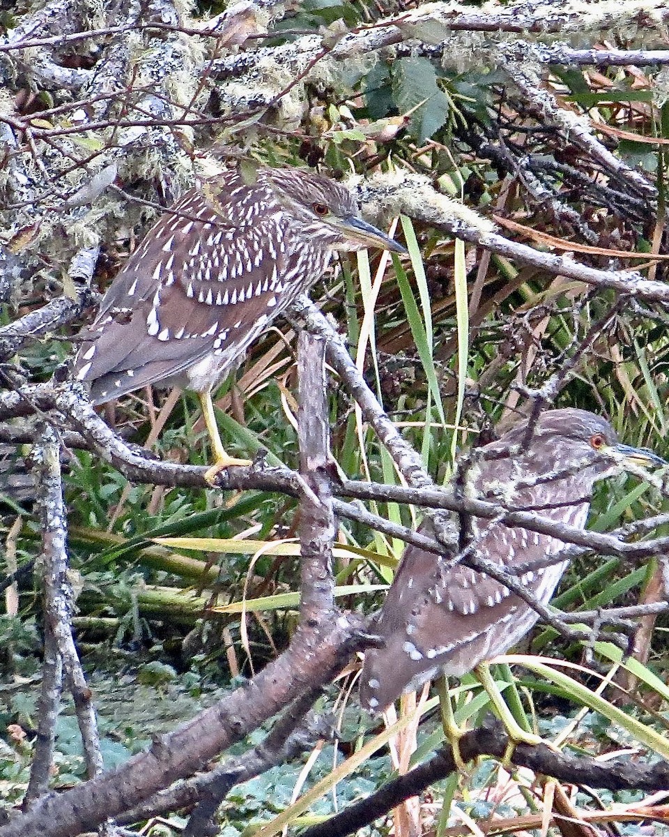 Black-crowned Night Heron - ML610410484