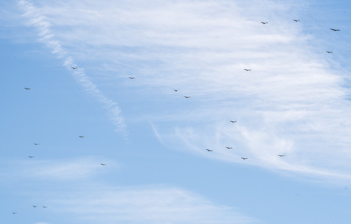 Turkey Vulture (Northern) - ML610410490