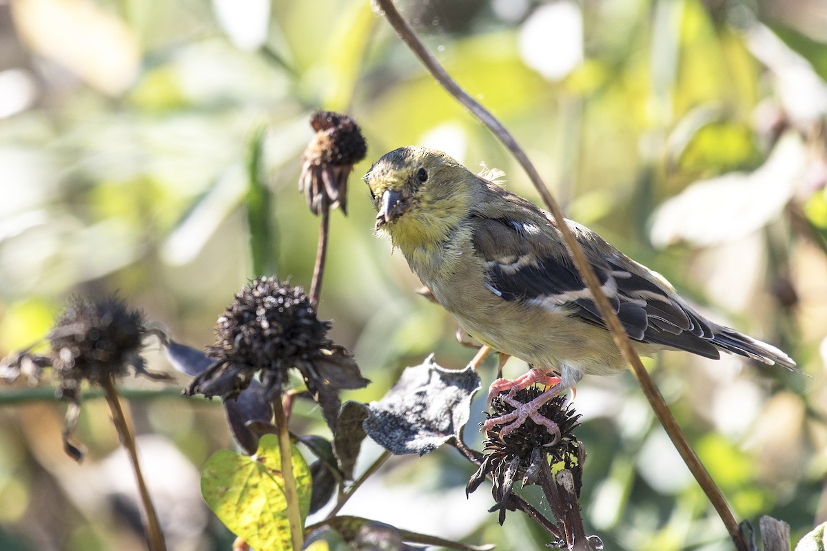 Chardonneret jaune - ML610410494