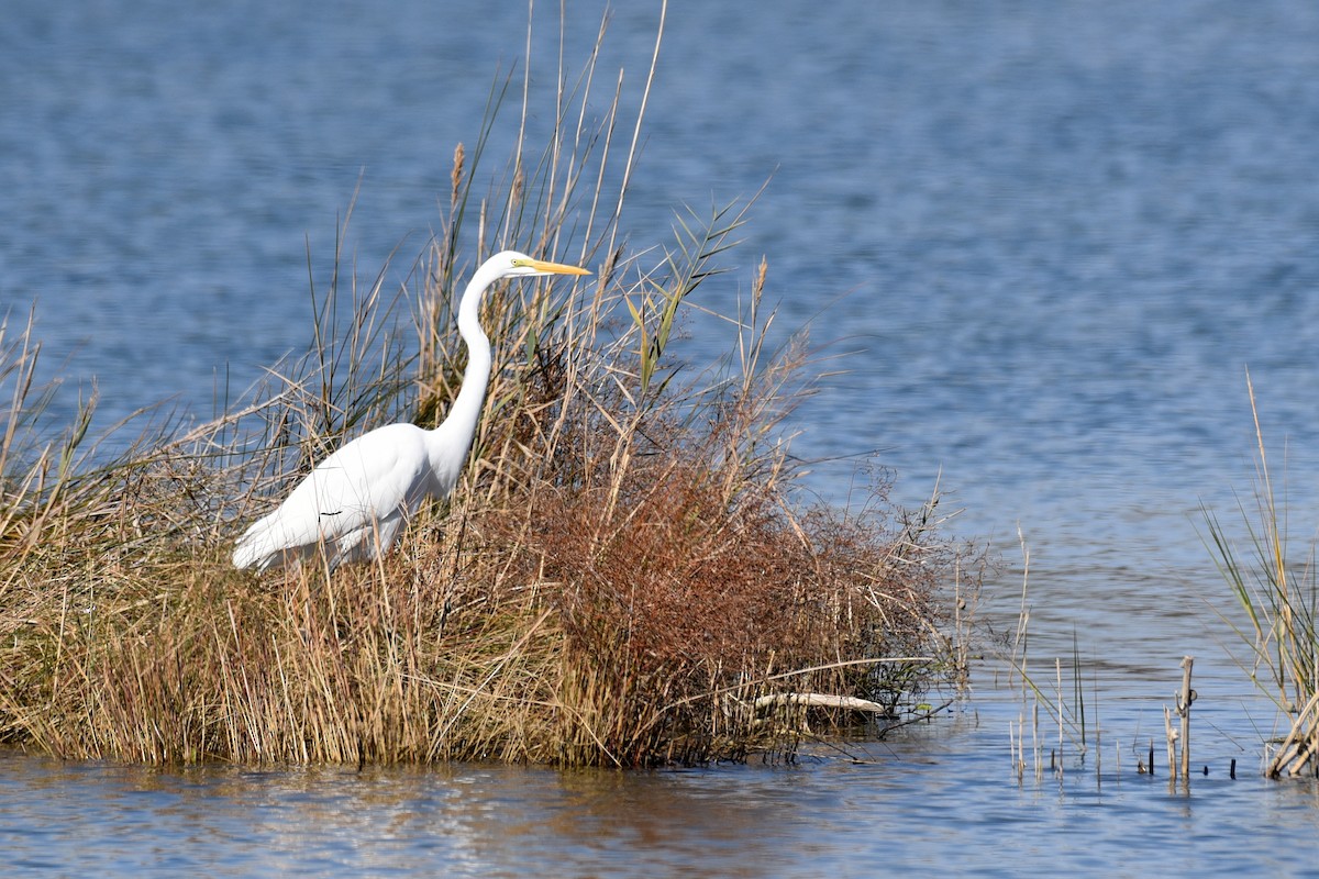 Great Egret (American) - ML610410505