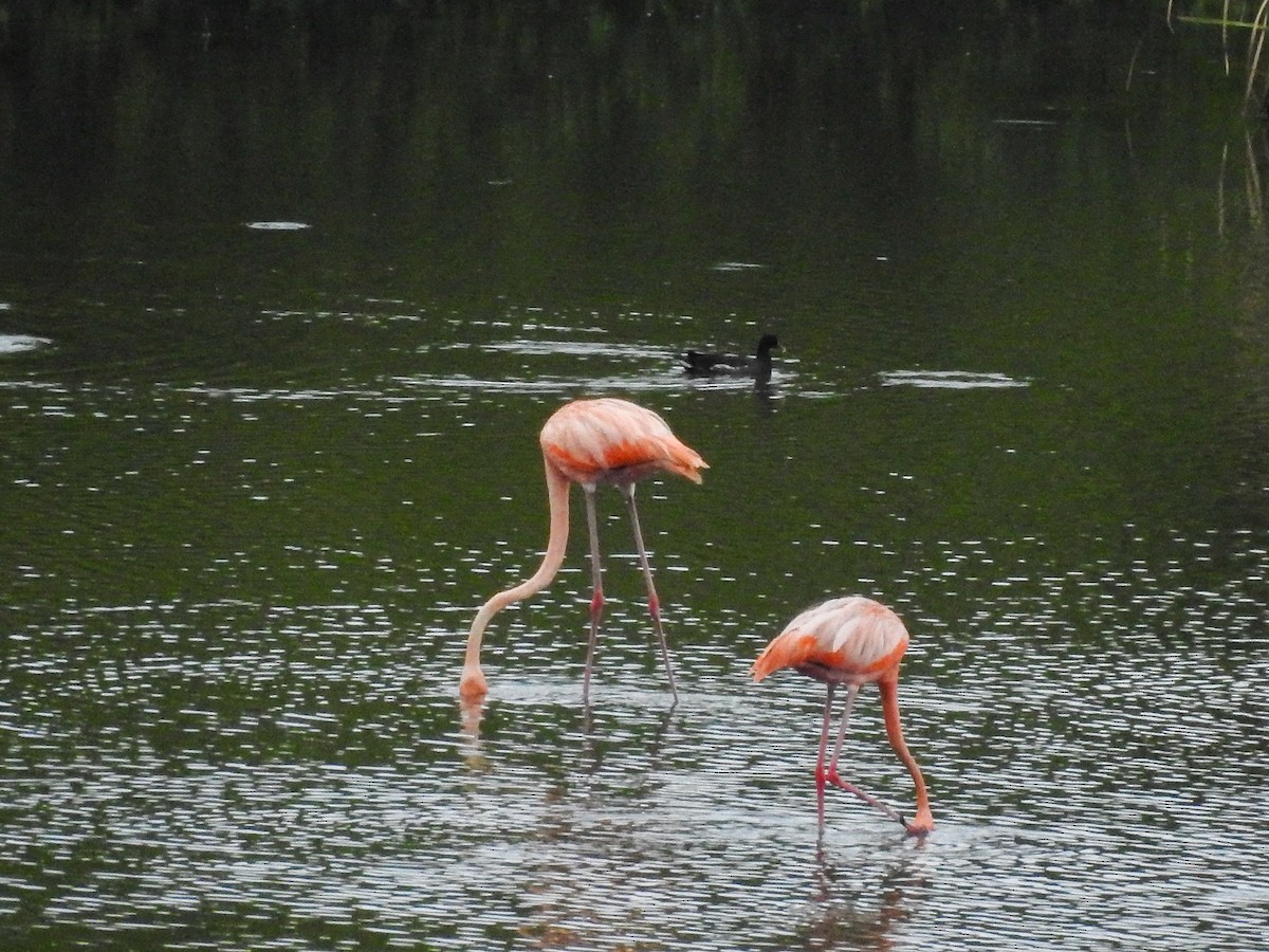 American Flamingo - ML610410571