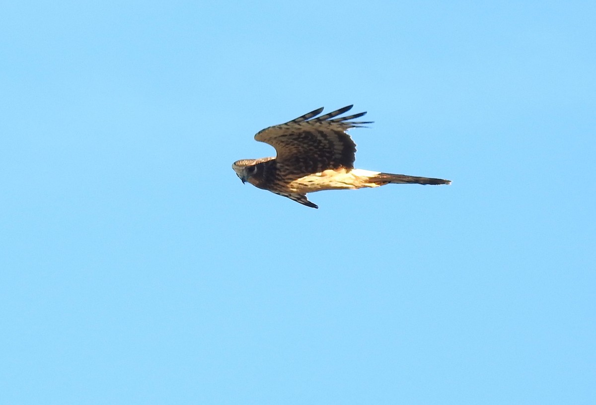 Aguilucho de Hudson - ML610410575