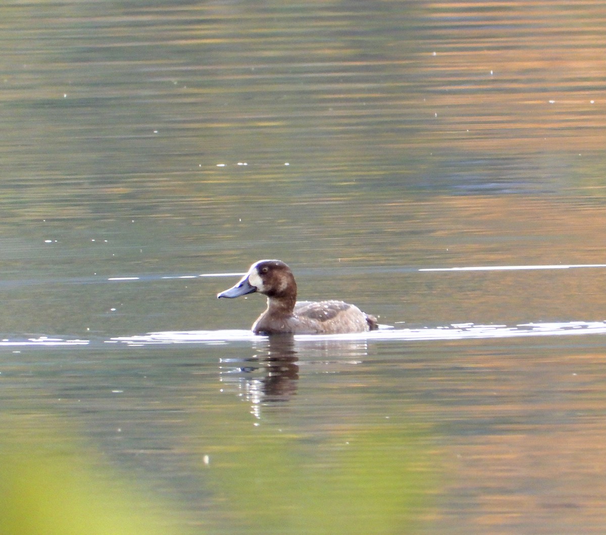 Greater Scaup - ML610410660