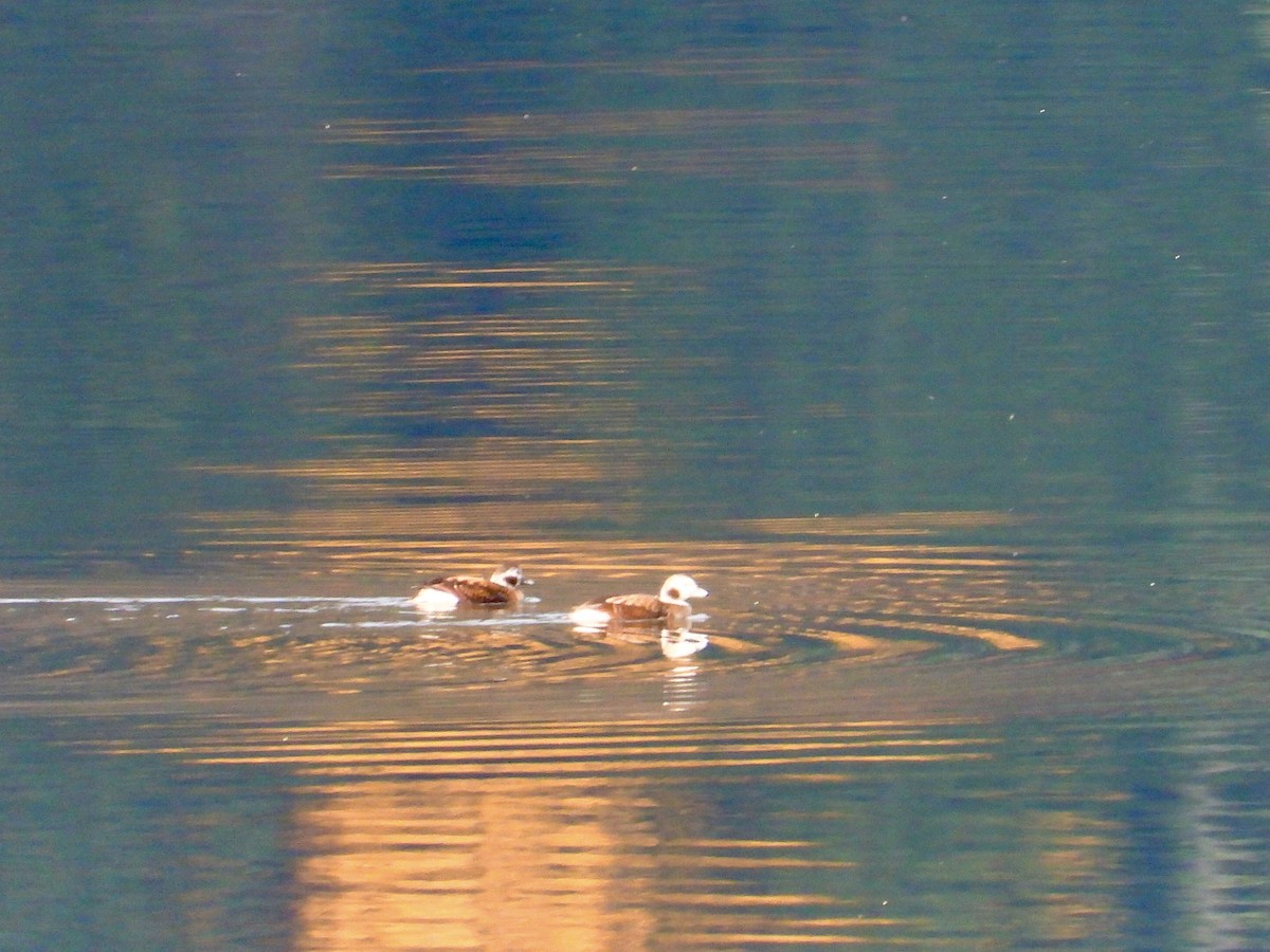 Long-tailed Duck - ML610410670