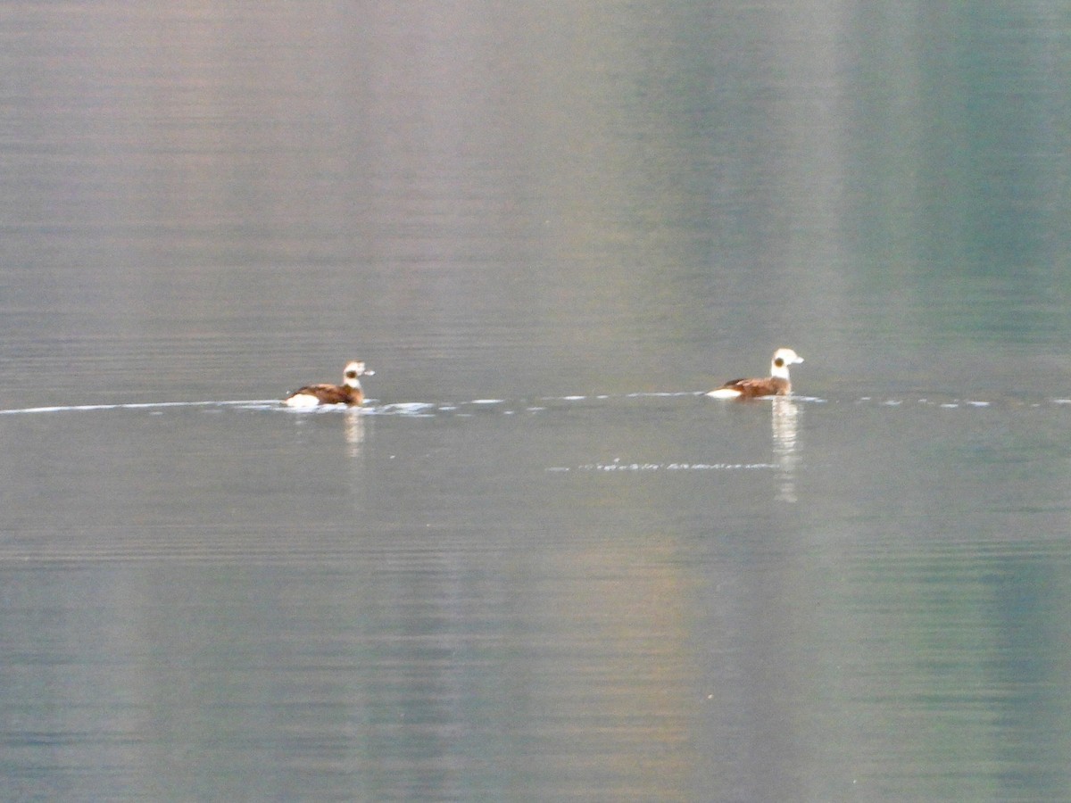 Long-tailed Duck - ML610410671